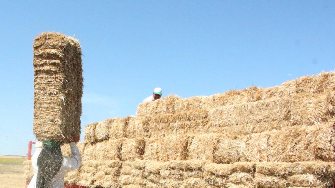 Kavurucu sıcakta 'balya' mesaisi 4